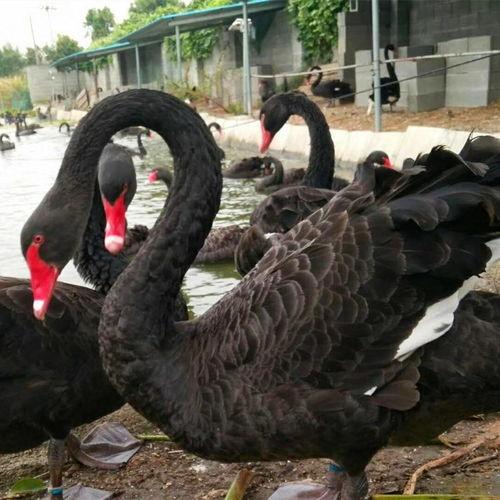 黑天鹅最新爆料新闻,揭秘惊天大事件背后的惊人真相